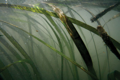 underwater eelgrass