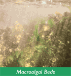 macroalgal