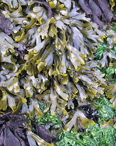 colorful_seaweed
