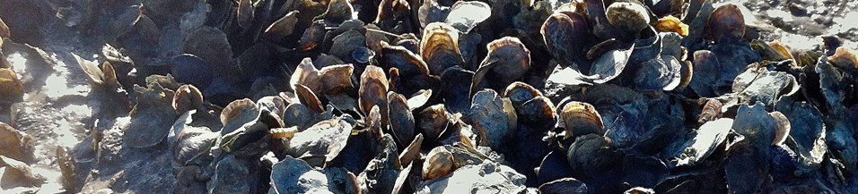 oysterbed