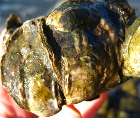 oyster_closeup