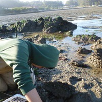 oysters_working_mud
